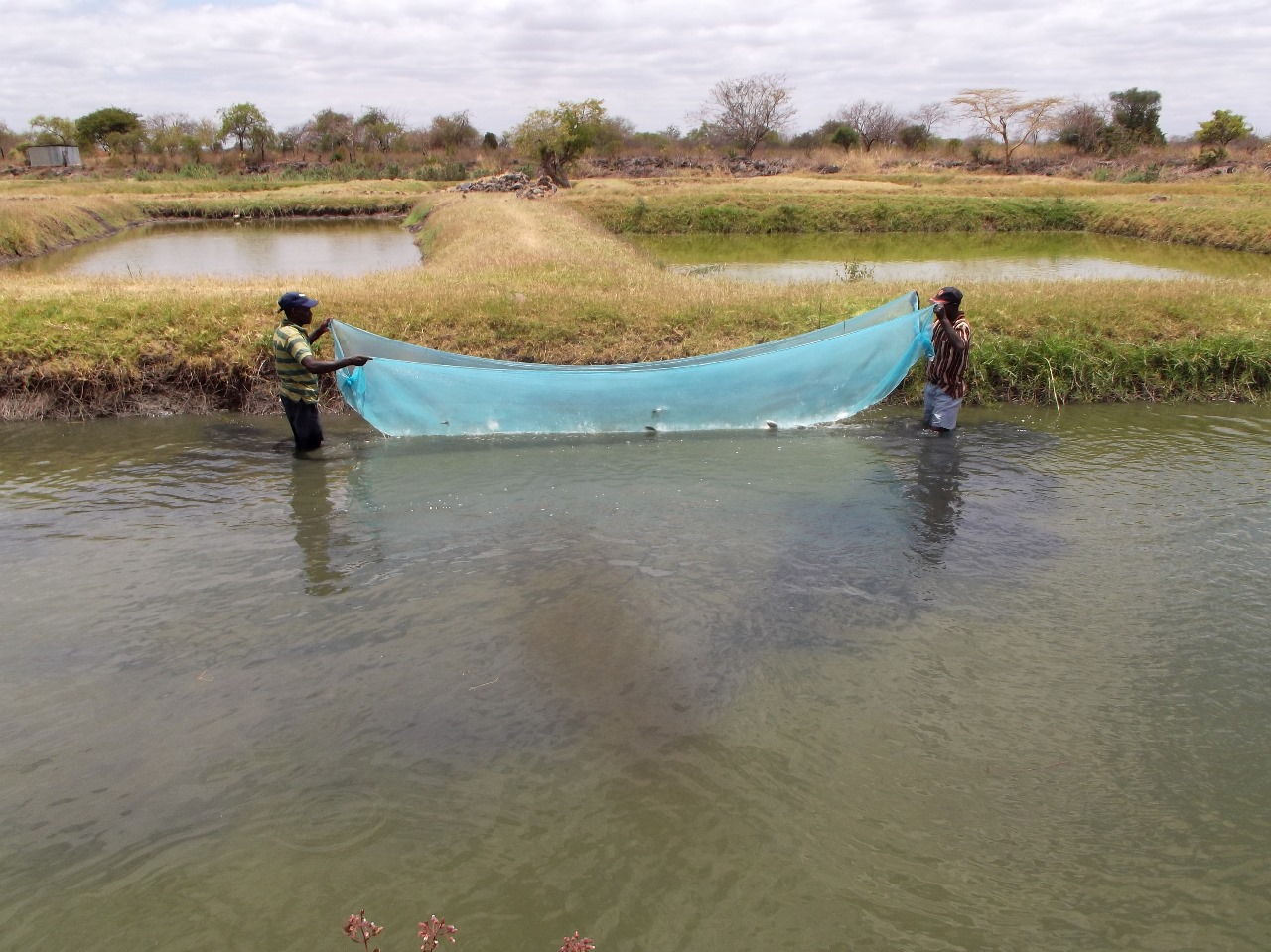 cffc 41 child for future community