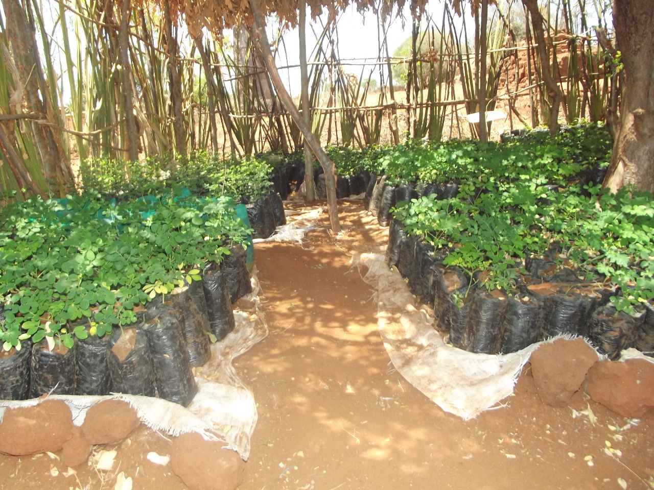 cffc 48 child for future community